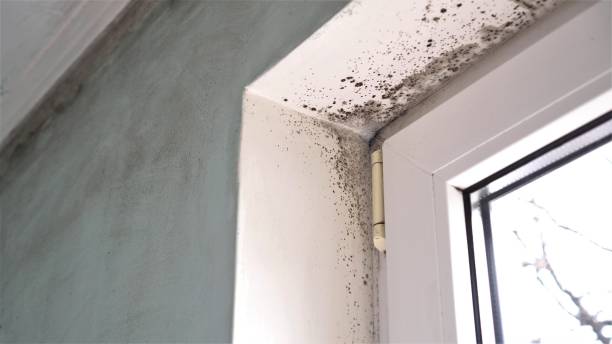 Best Mold Remediation for Healthcare Facilities  in Bowdon, GA