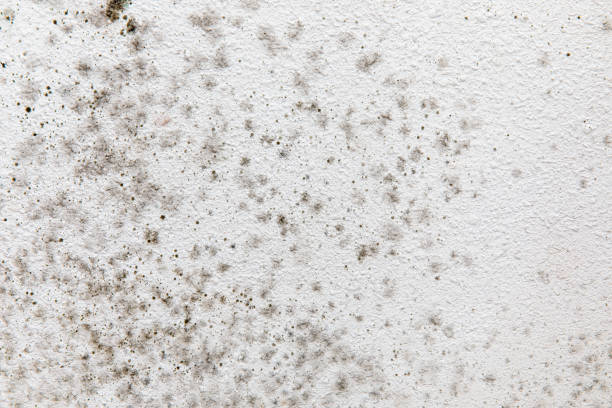 Best Residential Mold Inspection & Testing  in Bowdon, GA